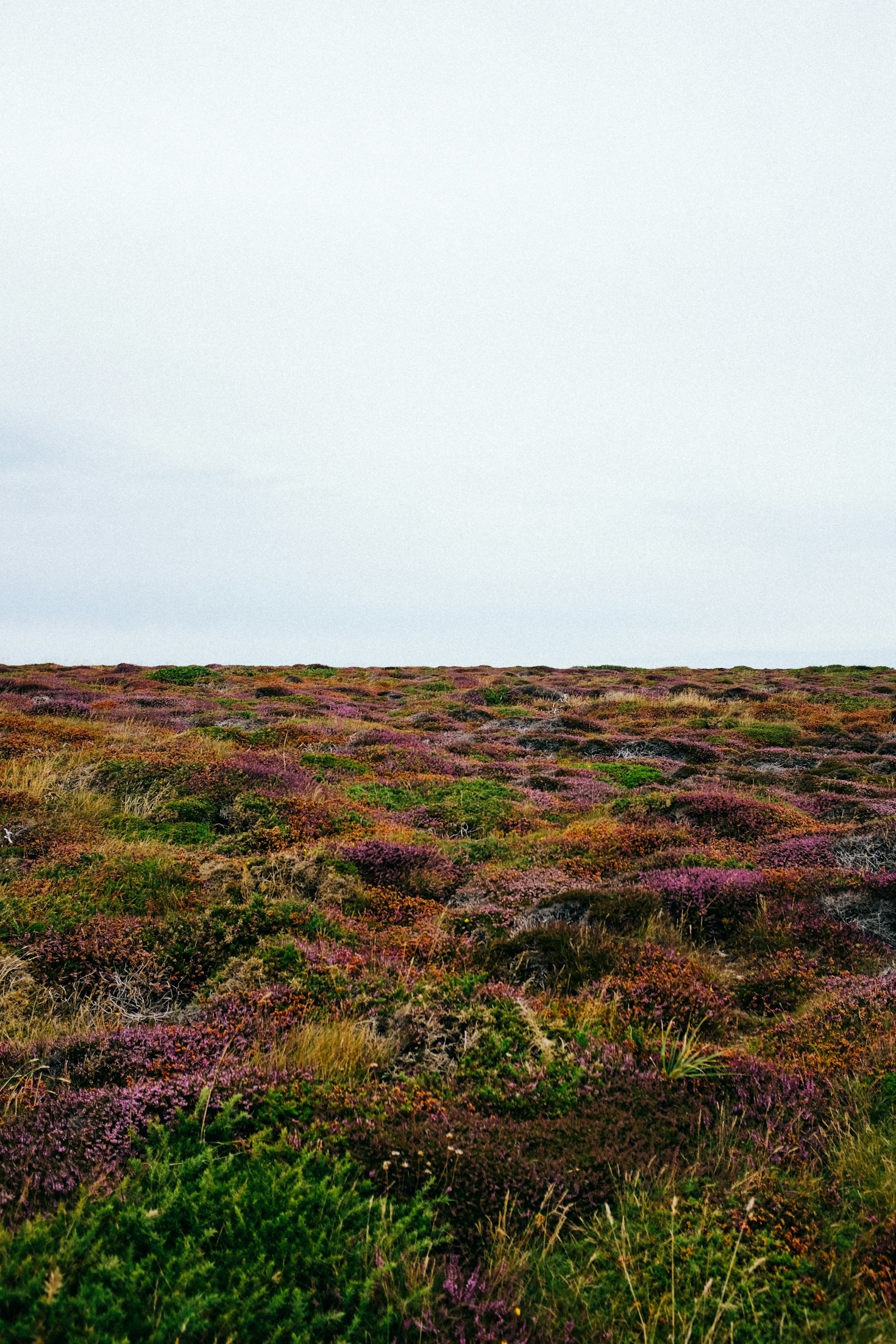 Poëzie van het landschap: stilte en herstel